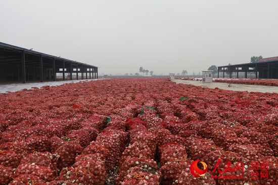 开封杞县举办中国第八届大蒜节 吸金10亿多