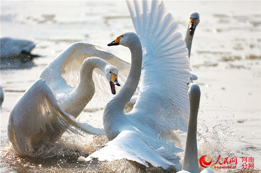 河南三门峡:白天鹅爱上天鹅湖