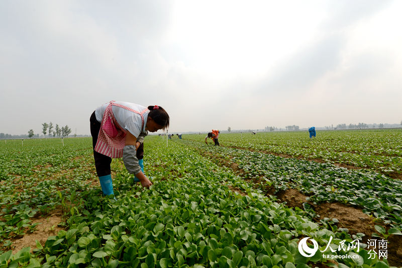 河南社旗:蔬菜精细化生产 产品挺进香港市场