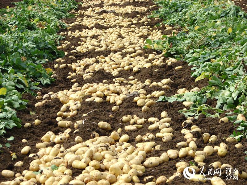 南阳宛城区:土豆丰收 销路不愁