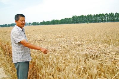 河南小麥大面積成熟 部分地區找不到收割機無法麥收



