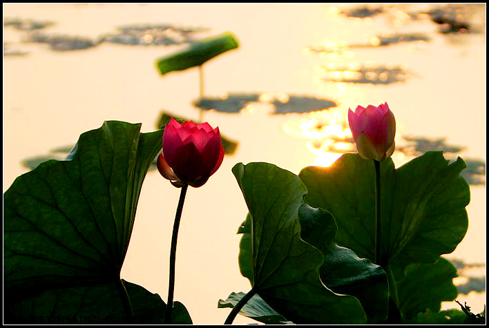 ξ���غ�ܼ�³�ӡ�������һ��ɻ���