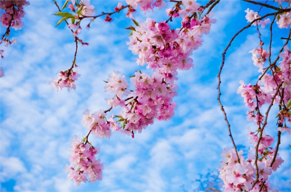 鹤壁樱花节--河南分网--人民网