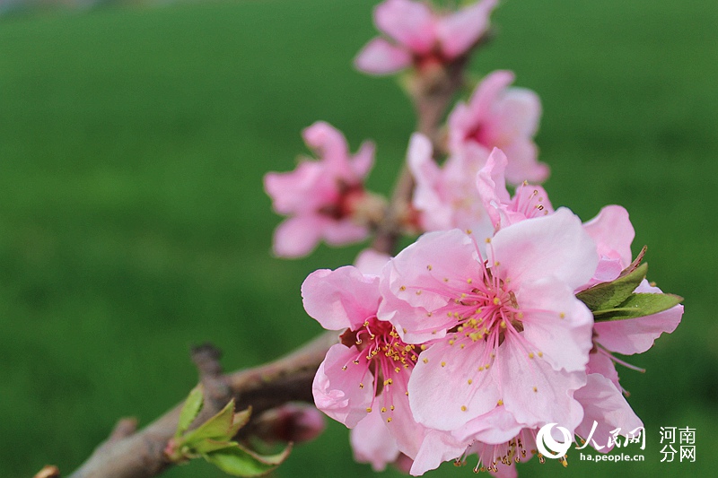 千亩桃花竞相开 邀你来分享花海果乡的春天美
