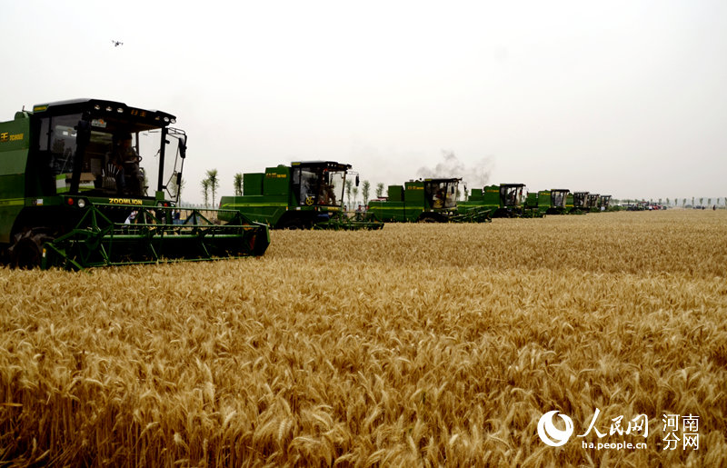 高清组图:河南8000万亩小麦大规模机收开始