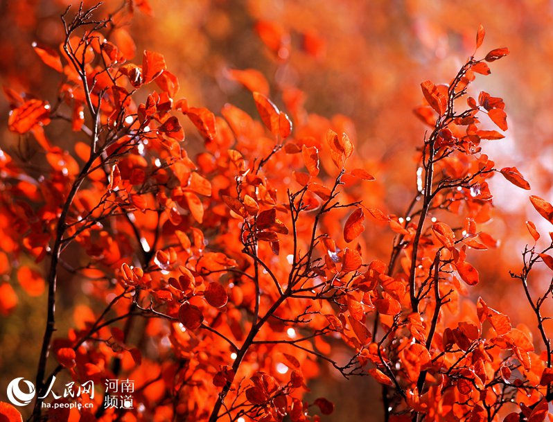河南焦作青天河:深秋红叶红满山
