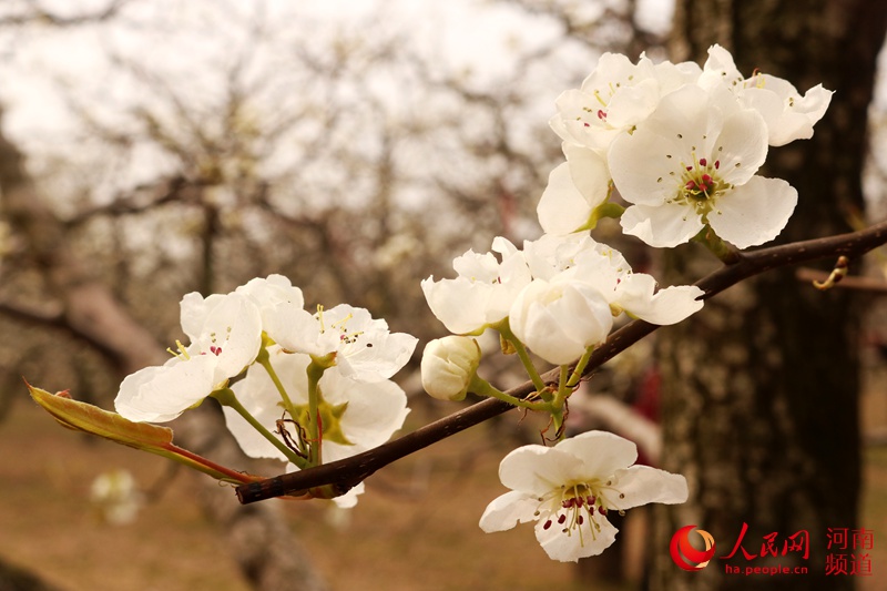 宁陵梨花节 醉美长寿乡