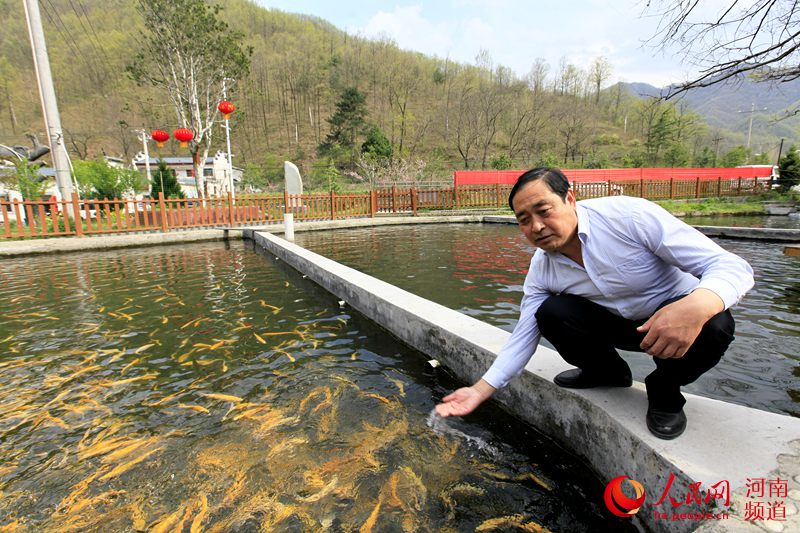 栾川高山渔村:冷水鱼养殖带村民走上致富路