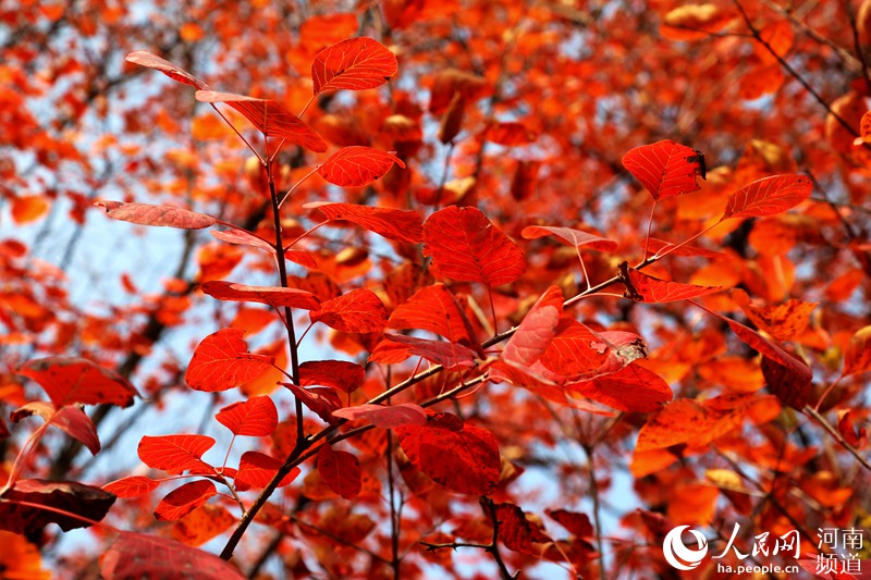 河南汝州大峪镇:一山红叶燃尽秋