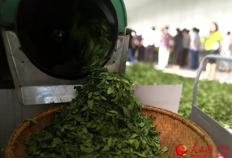 桐柏茯砖茶成农民增收新引擎