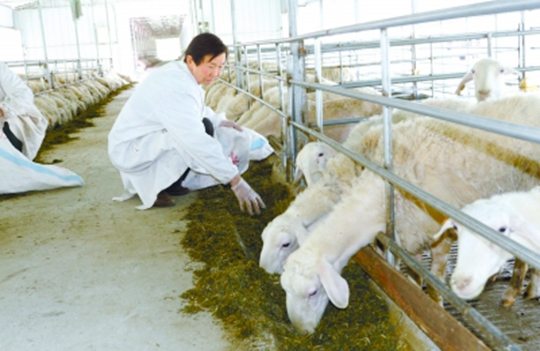 光山湖羊養殖助民富
