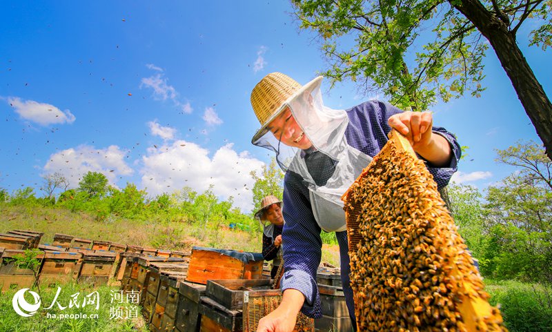 河南卢氏:中蜂养殖让贫困群众走上致富路
