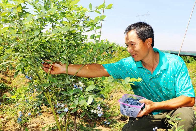 内乡:夫妻返乡创业 小蓝莓成就甜蜜事业