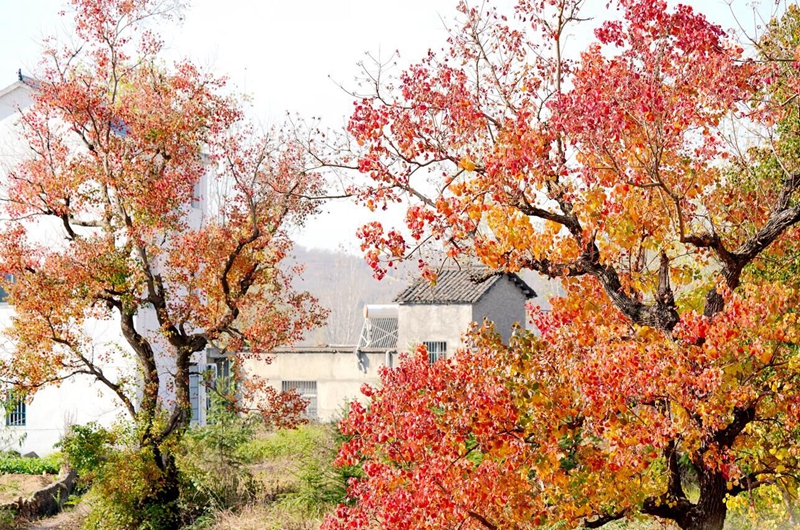 河南最適合看紅葉的景點，太美了