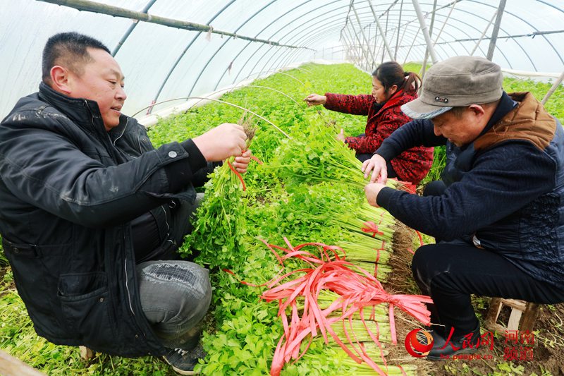 河南光山：大棚蔬菜带动村民致富（组图）