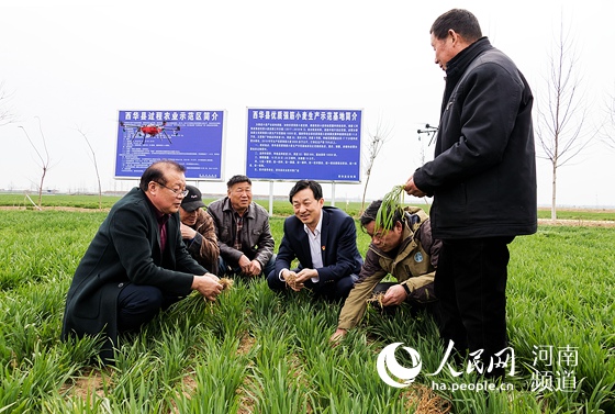 西华：养出好土育好粮 一个产粮大县的“减肥”革命