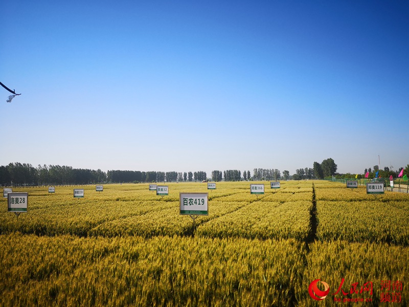 河南延津县：致力小麦产业实现跨越式发展