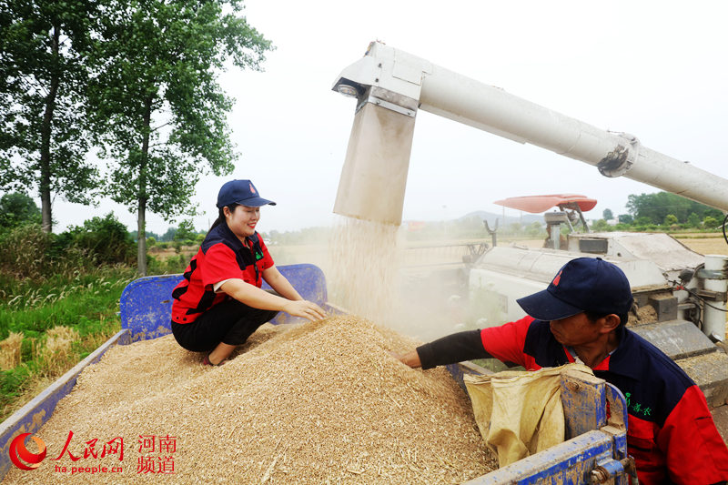 河南光山县：28万亩小麦喜获丰收 “三夏”收麦忙