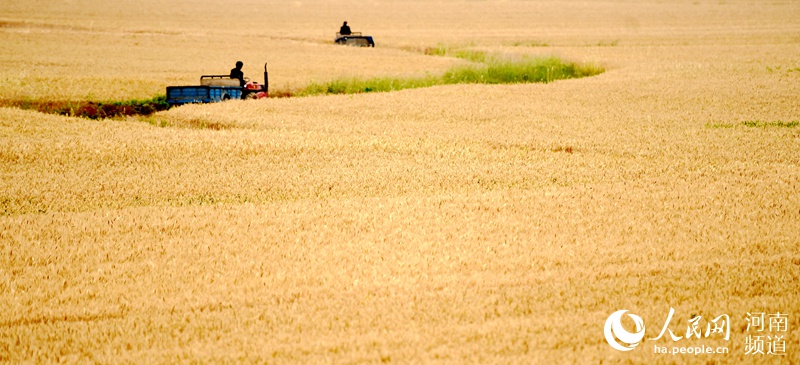 河南省新蔡县：小麦收获正当时