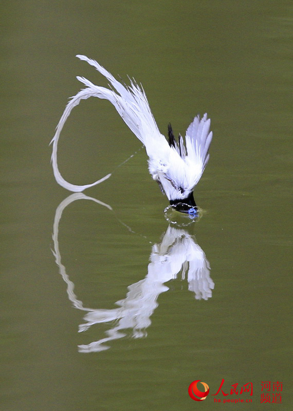 三门峡黄河湿地：寿带鸟仙姿飘逸 摄影师纷至沓来