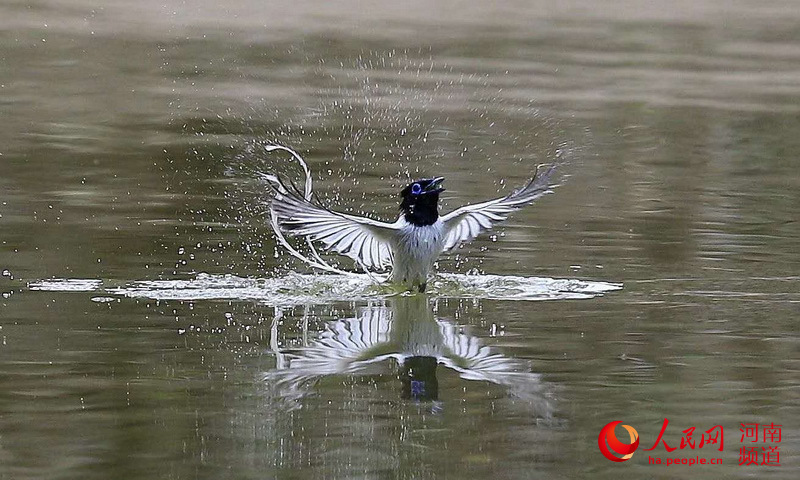 三门峡黄河湿地：寿带鸟仙姿飘逸 摄影师纷至沓来