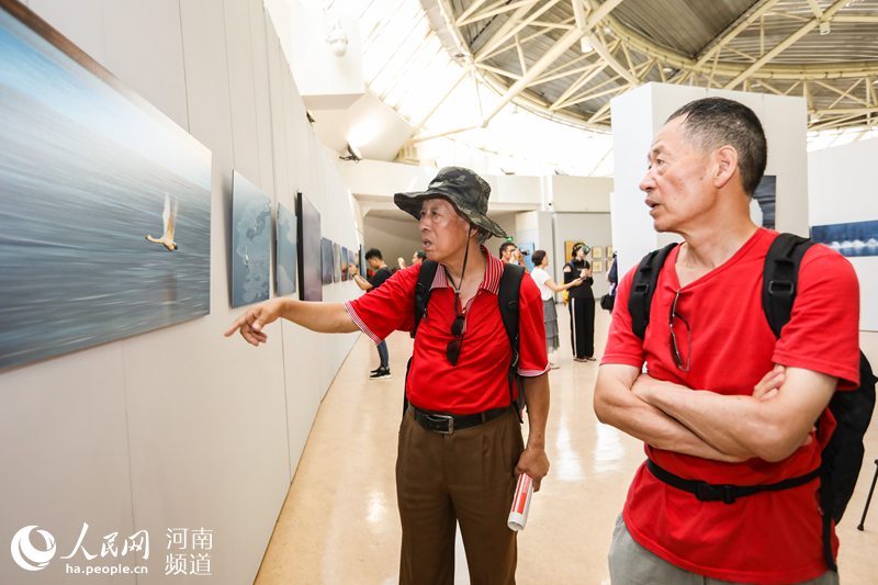天鹅生态系列作品展郑州开展 将持续到15日
