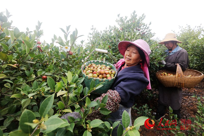 河南光山: 秋收時節萬畝油茶獲豐收（組圖）