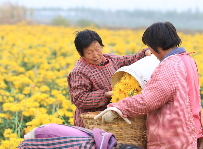 河南林州：百亩菊花喜丰收 助农增收