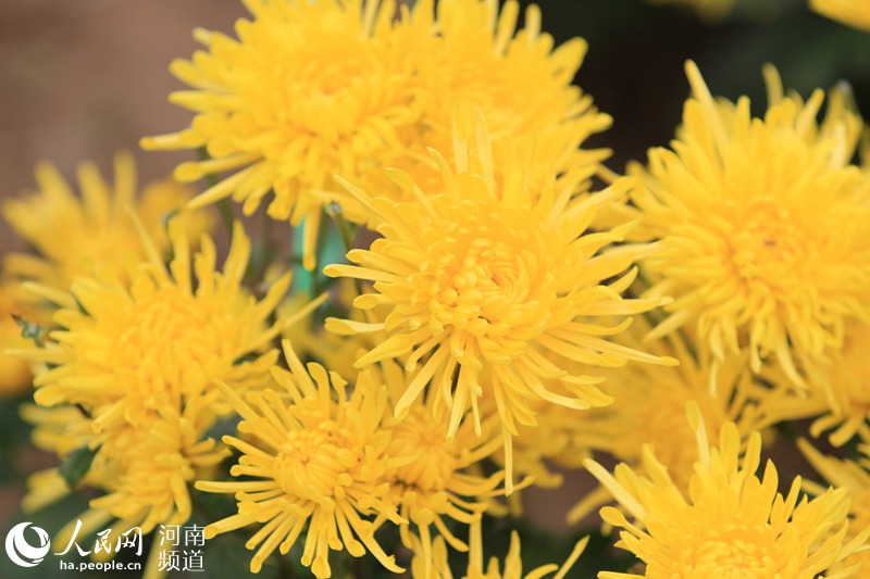 河南林州：百亩菊花喜丰收