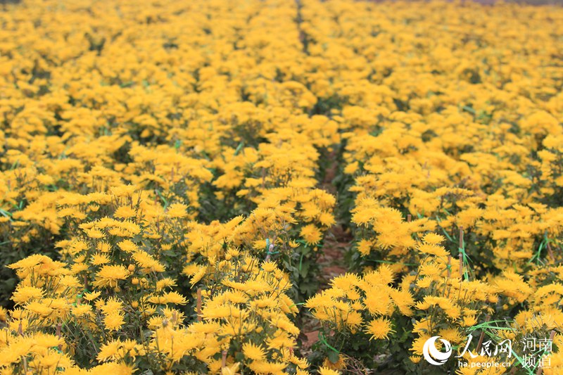河南林州：百亩菊花喜丰收