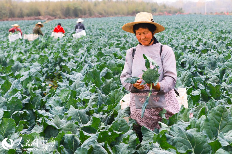 河南光山:特色蔬菜绿了乡村 富了乡亲