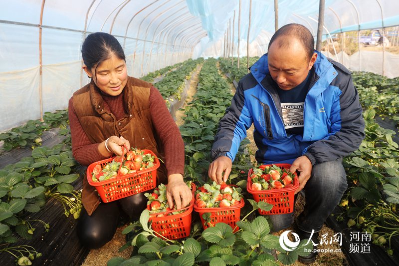 河南光山：草莓红 富农家