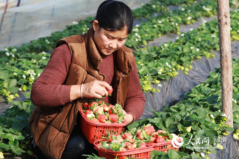 河南光山：草莓红 富农家