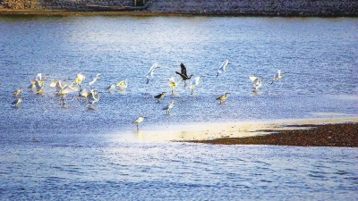 最佳观鸟季到来 黄河小浪底迎来数万候鸟过冬