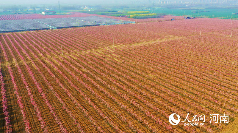 河南鄢陵：3000余亩桃花竞相绽放 构成一幅春日画卷