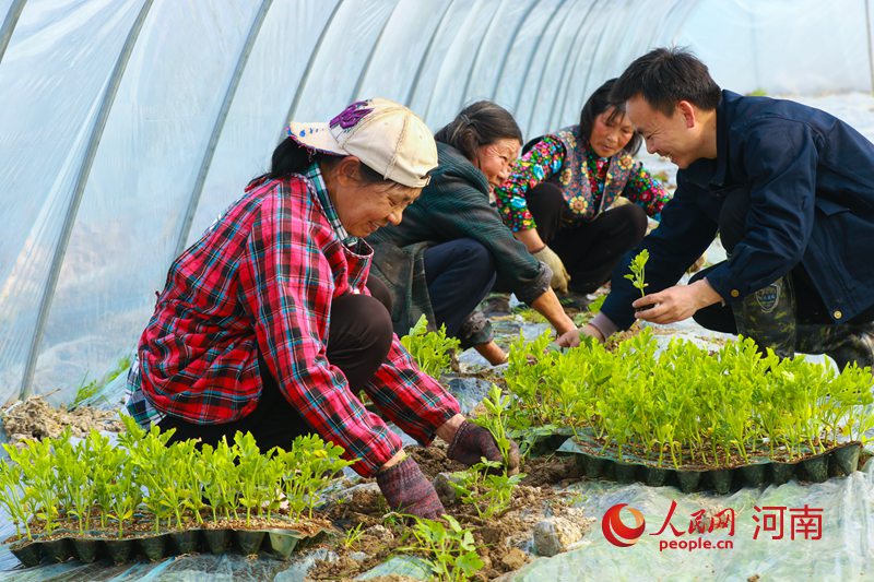 河南光山：春季西瓜种植忙 亩均收入可达8500多元