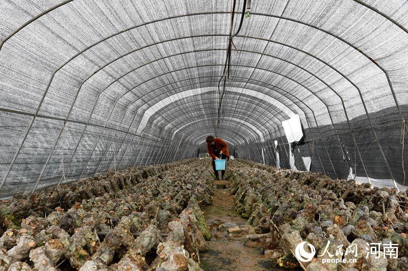 河南宝丰：种植食用菌 助农民增收致富
