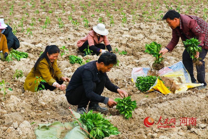 河南光山：种植蔬菜 带动贫困群众增产增收