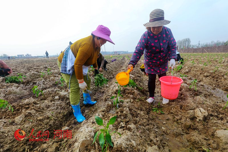 河南光山：春季种植助脱贫