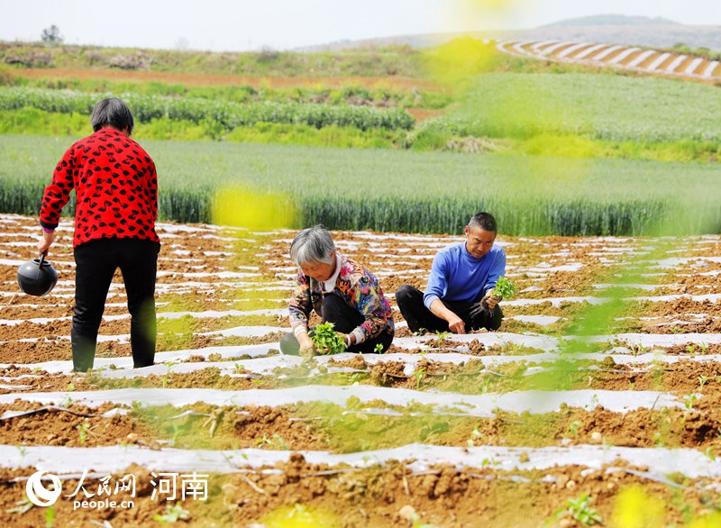 河南内乡：“春绿”产业助脱贫