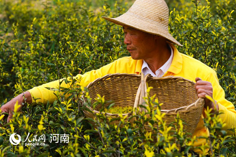 河南光山：黄金茶助力村民脱贫致富