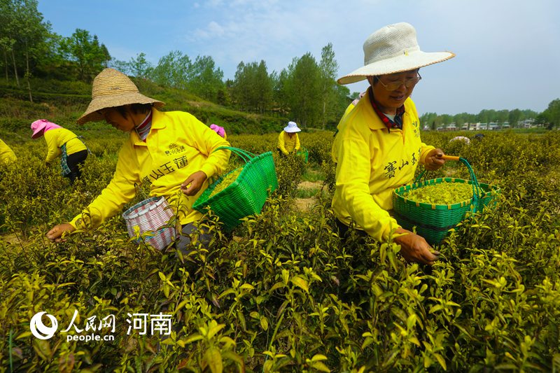 河南光山：黄金茶助力村民脱贫致富