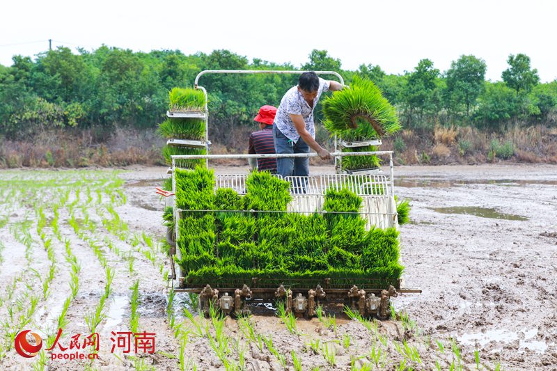 河南光山80余万亩水稻进入插秧期