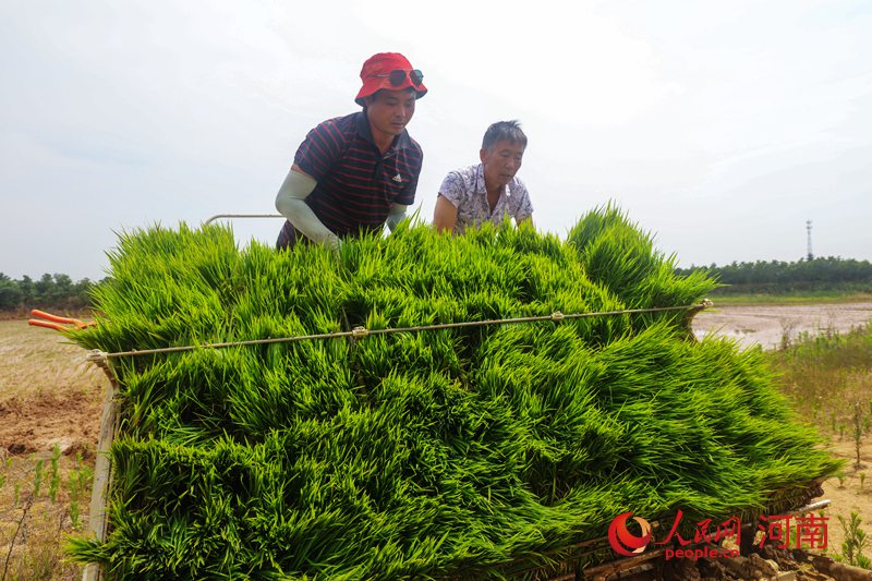 河南光山80余万亩水稻进入插秧期
