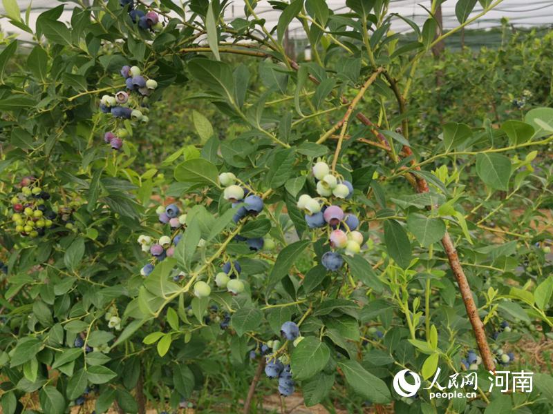 脱贫攻坚“鹰城故事”之六： 蓝莓种植开路 村民脱贫致富