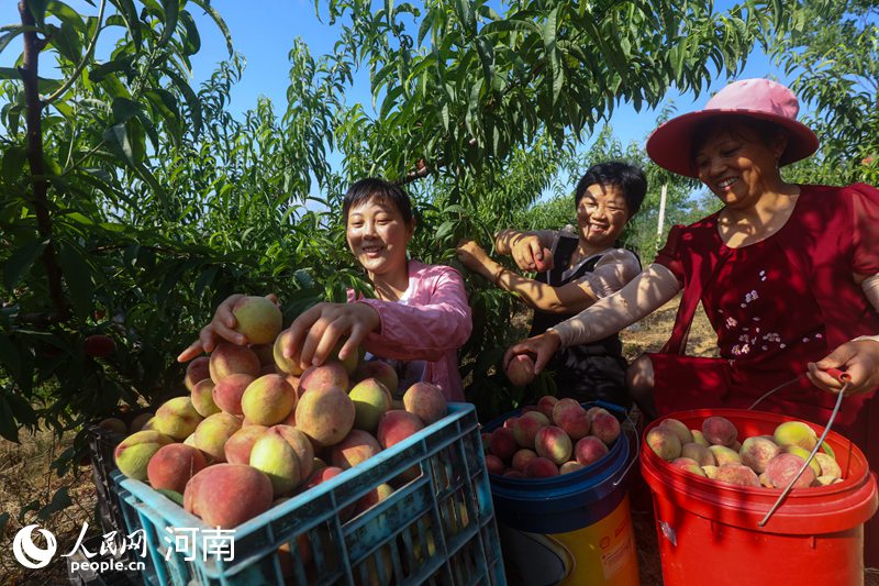 仙桃种植万余亩 带动1600户贫困群众脱贫