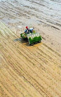 光山80余萬畝水稻進入插秧期