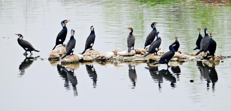 内乡：首届湍河湿地鸟类摄影大赛开展