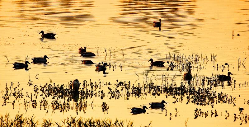 内乡：首届湍河湿地鸟类摄影大赛开展
