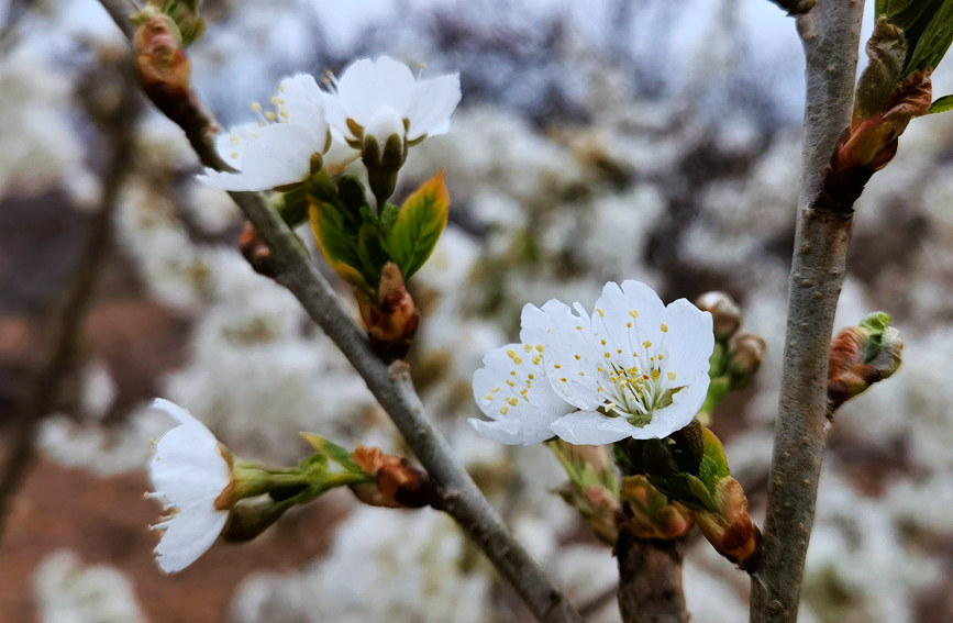 河南魯山：春風至 梨花開